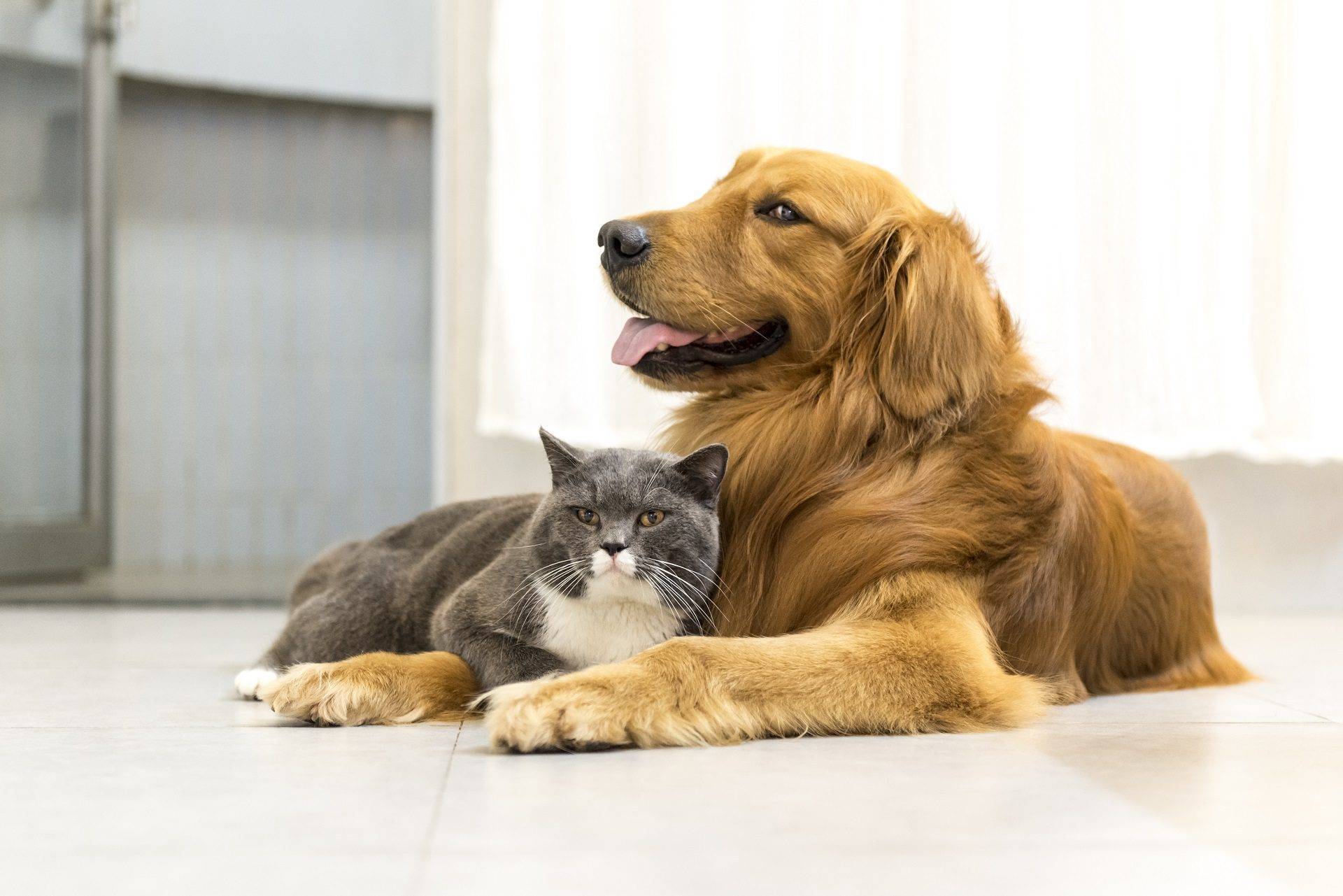 Welcome to Birmingham Animal Hospital + Resort 1 animal hospital