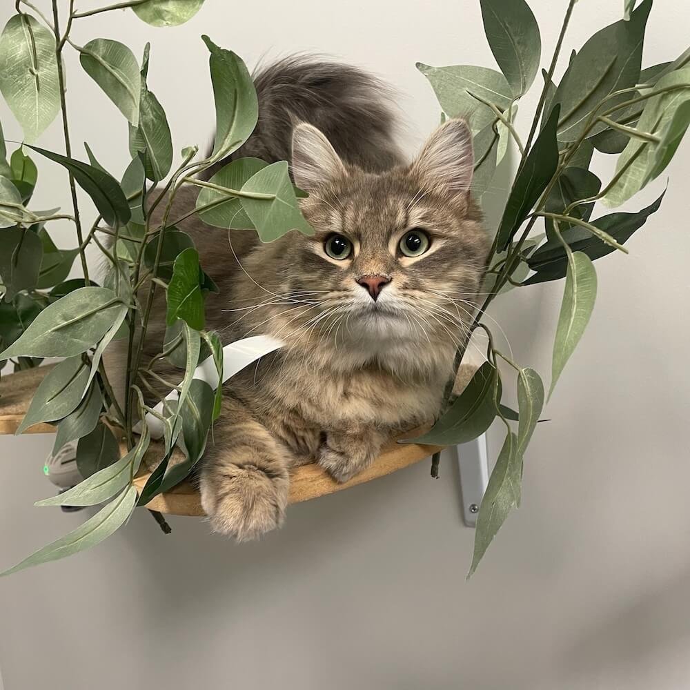 Cat boarding condo at Birmingham Animal Hospital + Resort