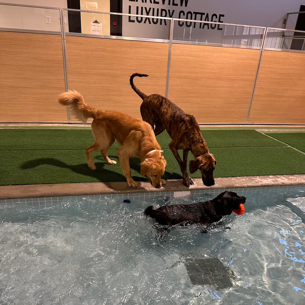 Dog in a luxury boarding facility at Birmingham Animal Hospital + Resort