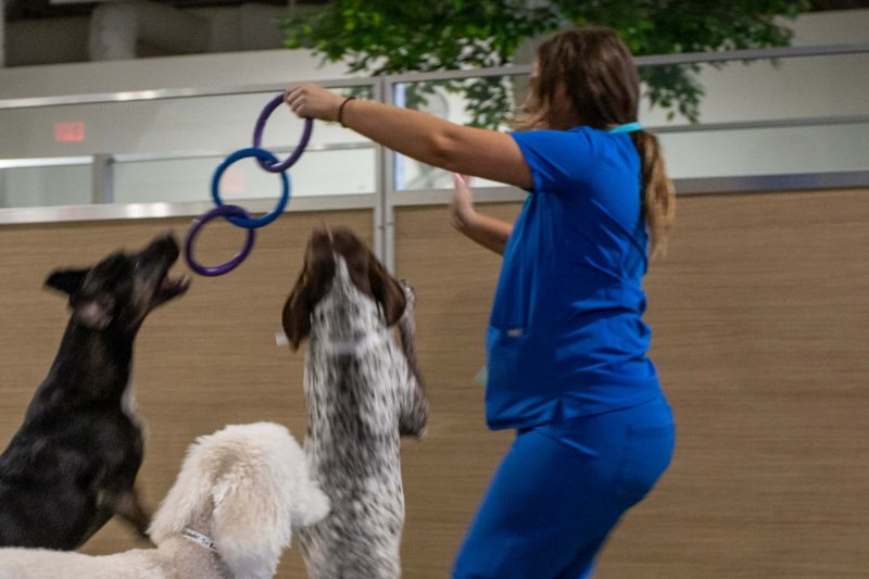 Boarding vs. Daycare: Which One Is Best for Your Furry Friend?