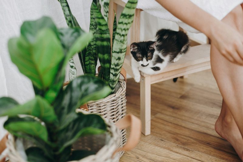 Cat Enrichment: Inspiring Ideas to Keep Indoor Cats Active, Engaged, and Happy