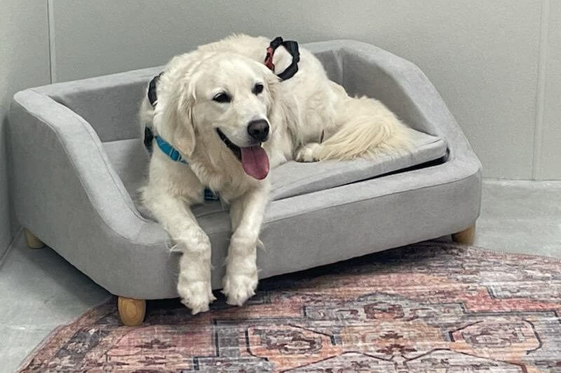 Dog Boarding Birmingham, AL vs. Pet Sitting: What’s Best?