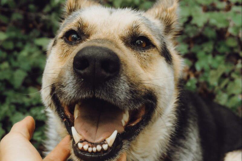 The Importance of Dental Care for Pets