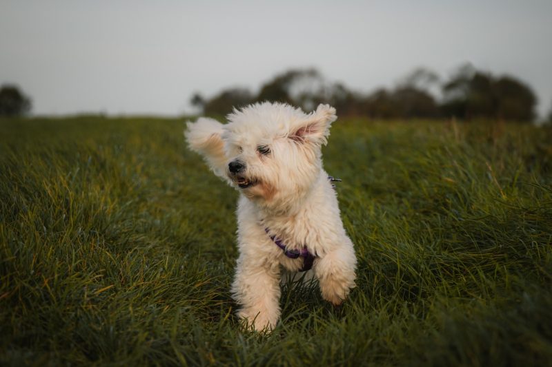 The Advantages of Doggy Daycare: Happy Pups and Happy Owners