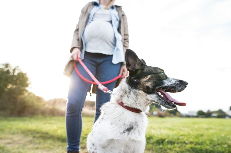Healthy Weight Management for Pets: The Role of Nutrition, Exercise, and Preventive Care