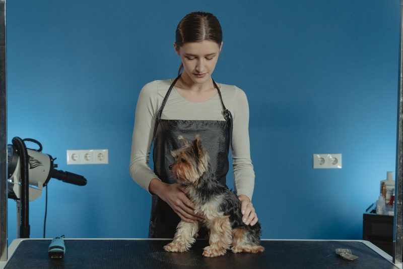 Ins and Outs of Pet Grooming: Why Regular Grooming is Vital for Your Pet’s Health