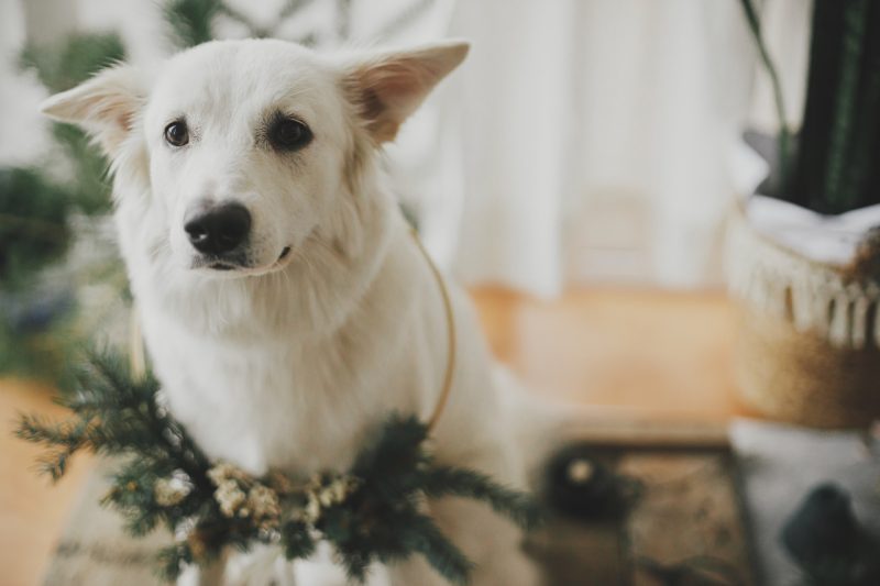 Keep Pet Safe During the Holidays – Tips and Precautions