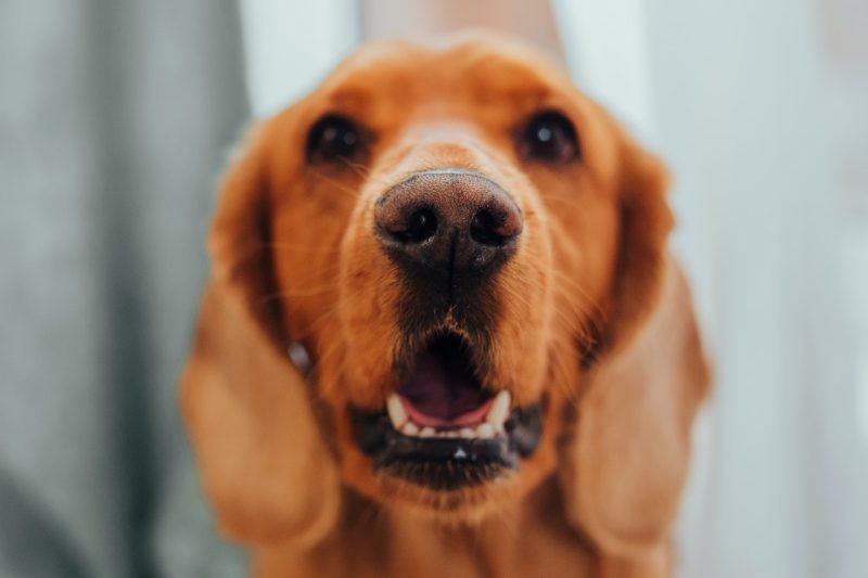 Keep Your Pet’s Teeth Healthy: Importance of Regular Dental Care