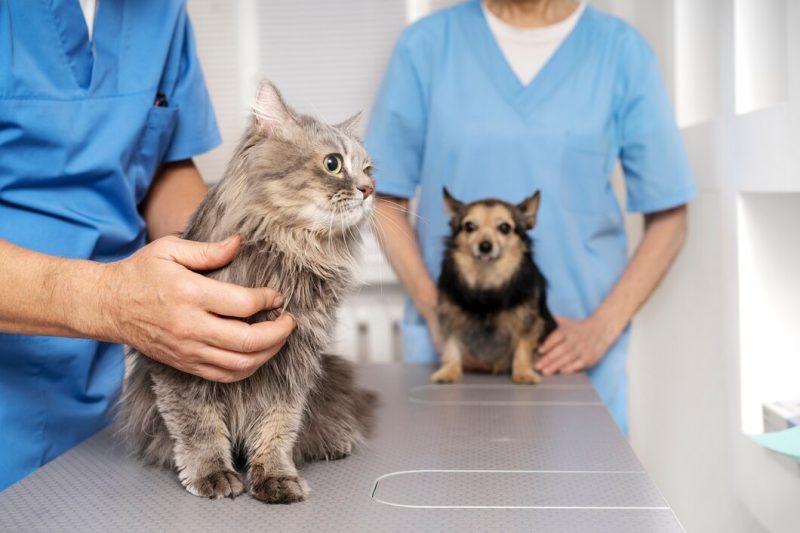 Making the Most of Your Pet’s First Vet Appointment