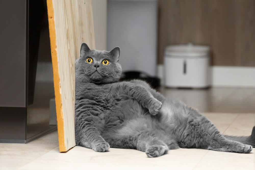 Help Your Pet Achieve Optimal Weight: Comprehensive Obesity Prevention and Management Tips