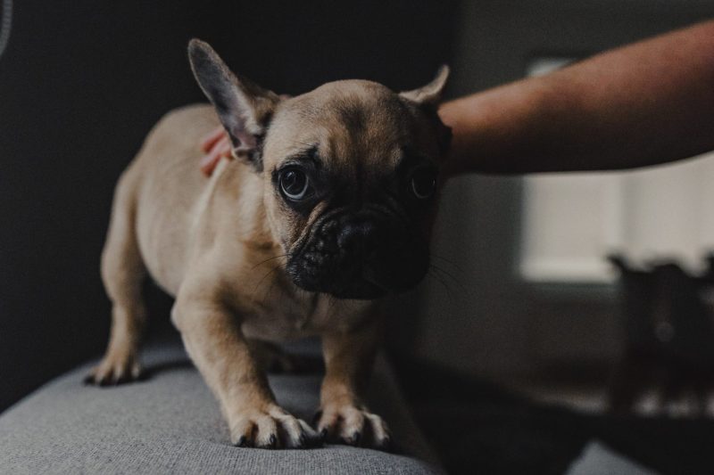 Understanding Pet Anxiety: Signs and Solutions for Your Furry Friend