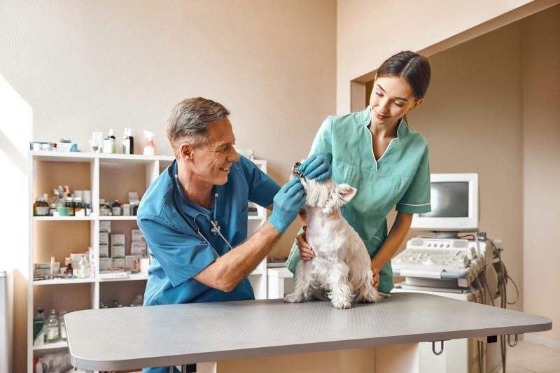 Understanding the Significance of Dental Care in Your Pet’s Oral Health