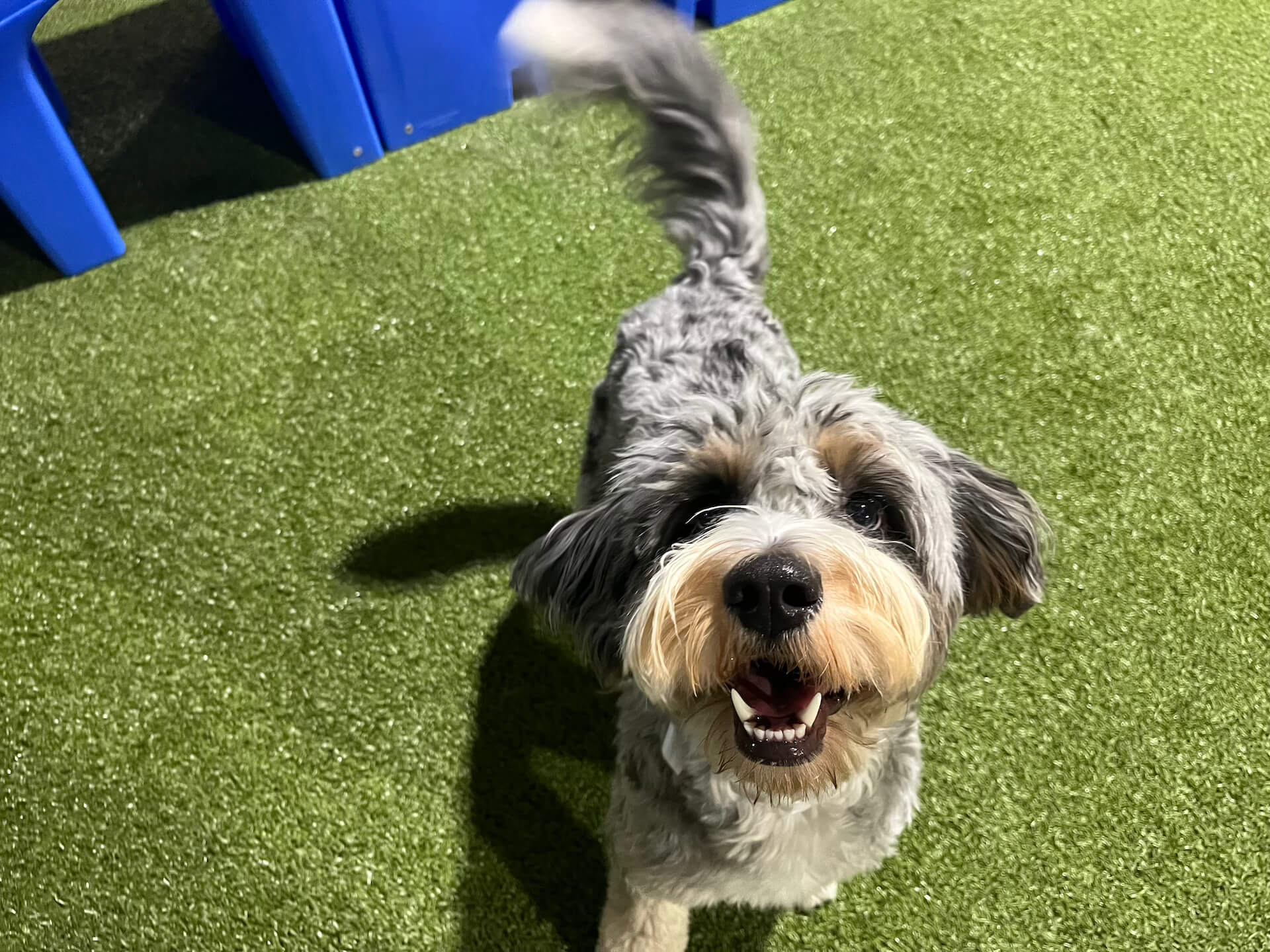 pet resort In Birmingham, AL mobile