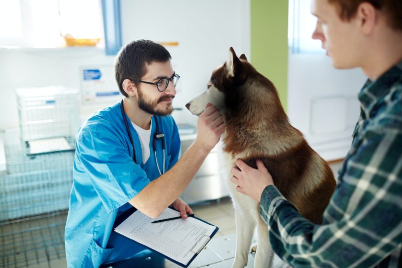Pet Vaccinations Services at Birmingham Animal Hospital + Resort