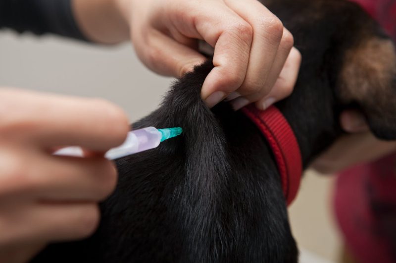 Safeguard Your Pet’s Health with Essential Vaccinations