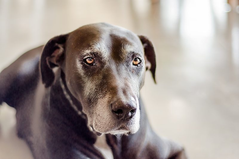 Geriatric Pet Care Services: What You Should Know