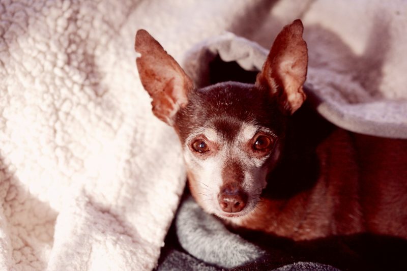 Senior Pet Care: Prioritizing the Health and Comfort of Your Aging Companion