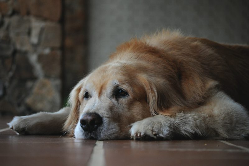Senior Pet Care: Vital Tips to Keep Your Aging Pet Happy and Healthy