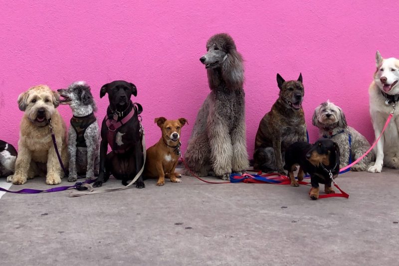 Stress-Free Pet Boarding: Tips for Smooth Transitions and Happy Stays