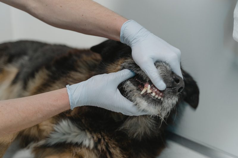 The Benefits of Pet Dental Care: Proactive Steps to Ensure Your Pet’s Oral Health