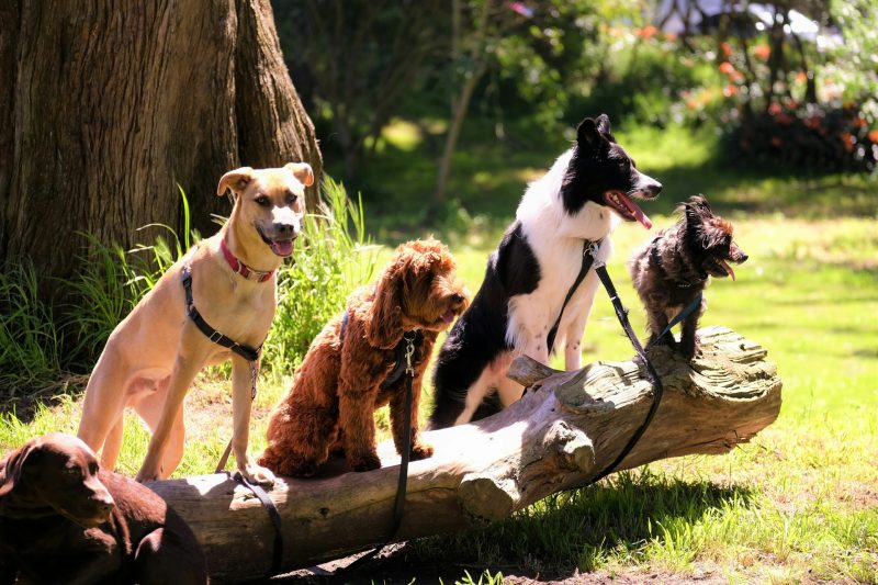 The Benefits of Pet Socialization: Fostering Confidence and Well-being in Your Furry Friend