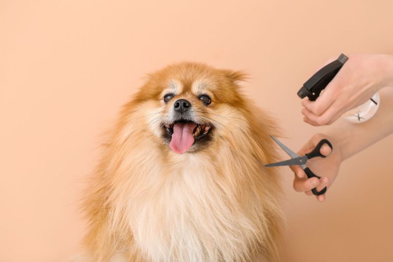 The Benefits of Professionally Groomed Pets and Essential Grooming Tips