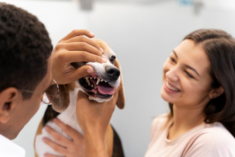 The Benefits of Regular Dental Care for Pets and How Birmingham Animal Hospital + Resort Can Help