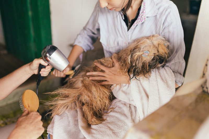 The Benefits of Regular Grooming for Your Pet’s Health and Wellbeing