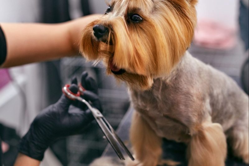 Dog Grooming Guide