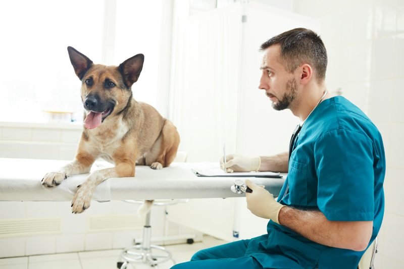 The Importance of Dental Health for Pets: Early Diagnosis and Comprehensive Dental Care at Birmingham Animal Hospital + Resort