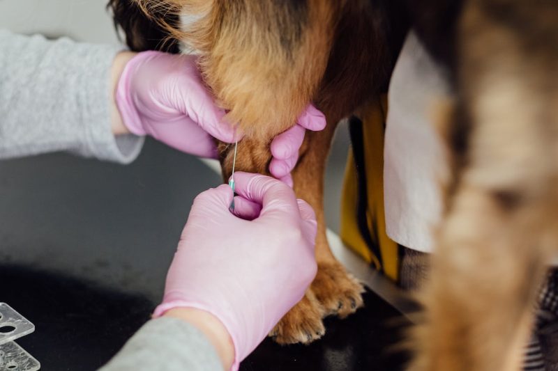 The Importance of Regular Veterinary Checkups and Preventative Care for Your Pet