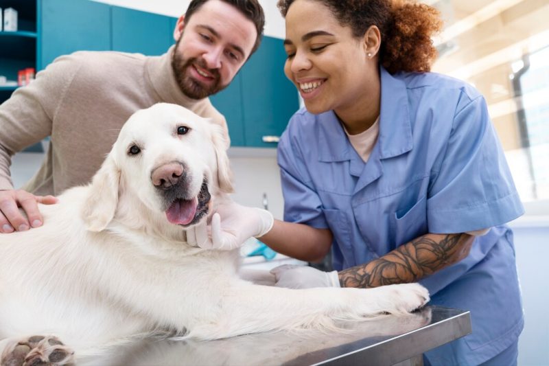 Unleashing the Power of Pet Dental Care: A Guide to Optimal Oral and Overall Health
