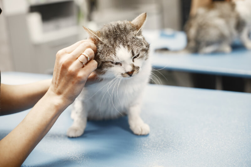 Top 5 Benefits of Regular Veterinary Check-ups