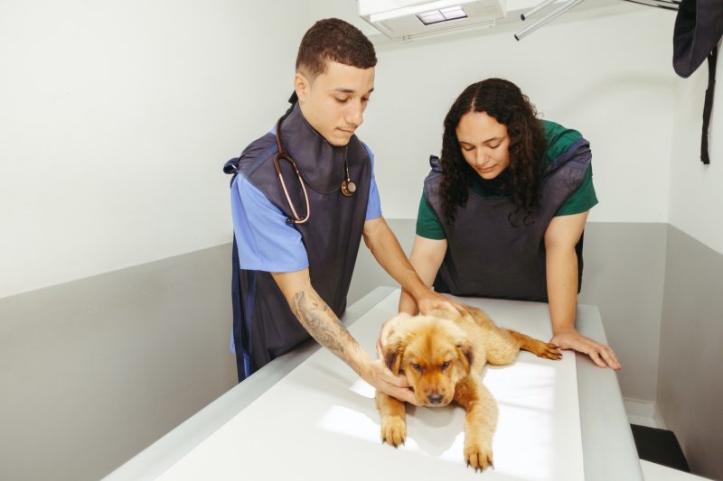 What Are the Vital Items to Bring to Your Veterinary Visit?
