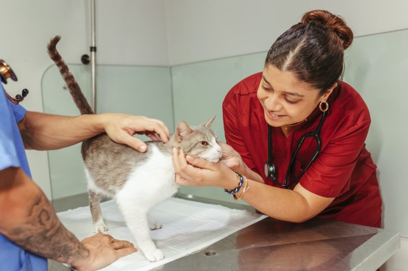 Why You Should Board Your Pet at a Veterinary Hospital