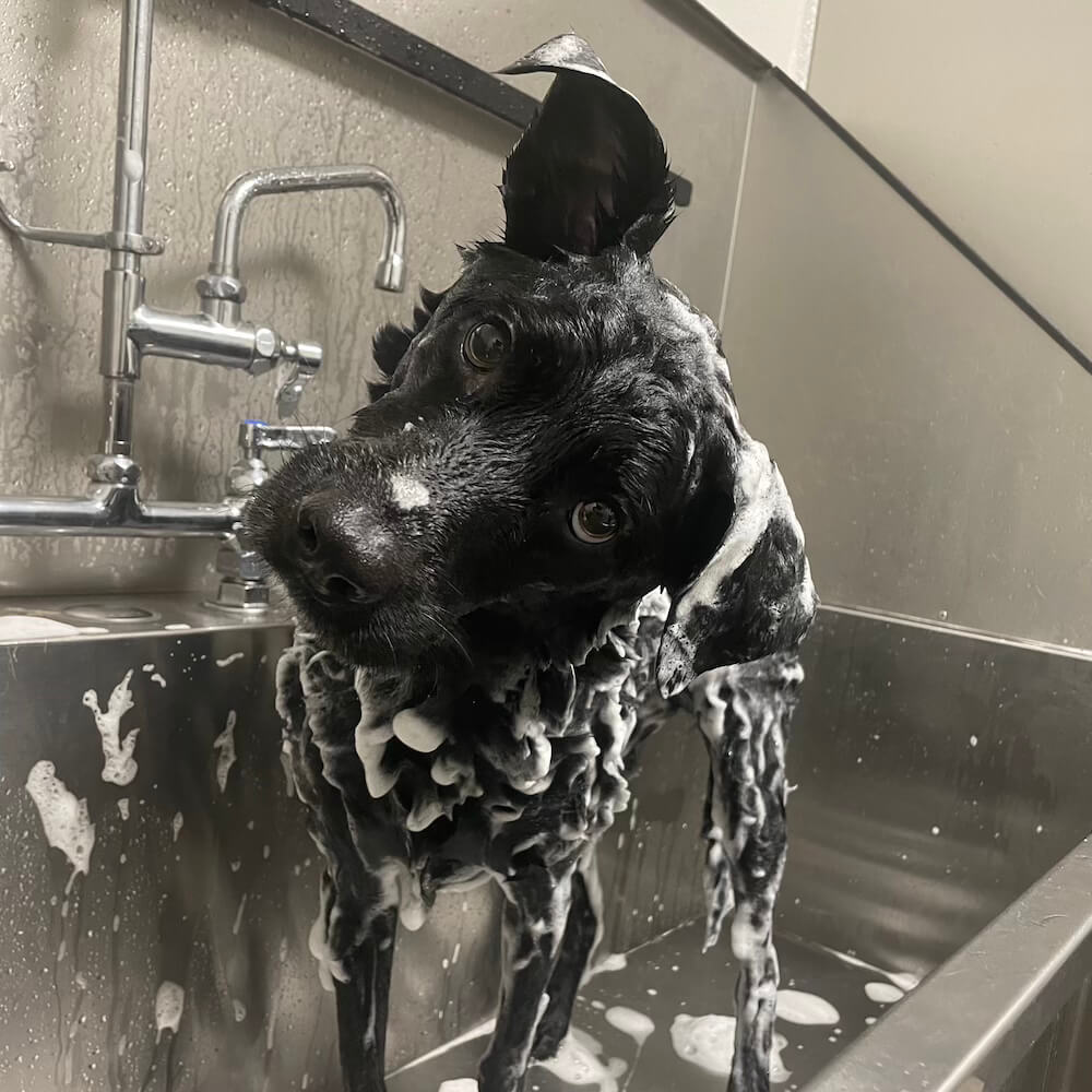 Dog bathing at the resort grooming services