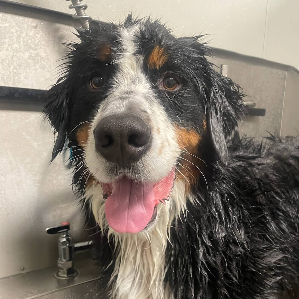 pet grooming in Birmingham, AL