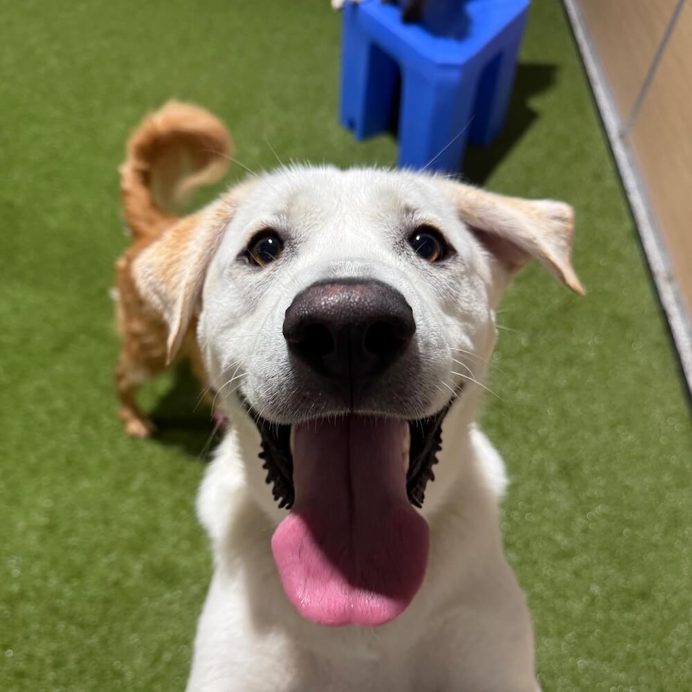 pet boarding in Birmingham, AL