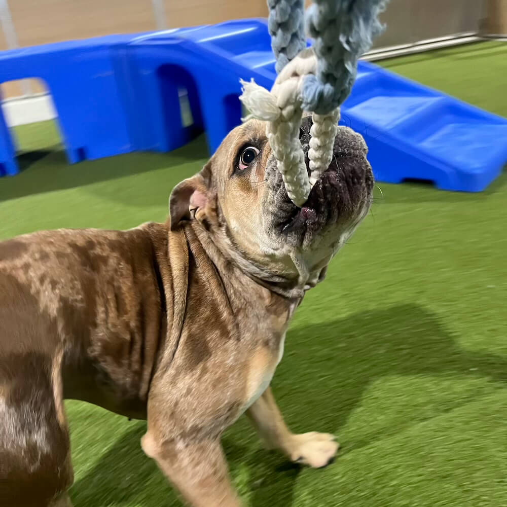 pet daycare in Birmingham, AL