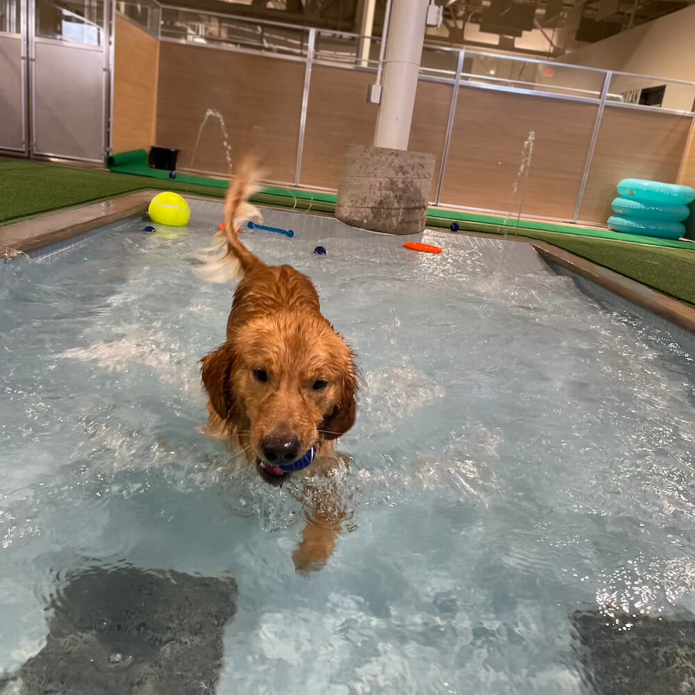 pet playing in the pool