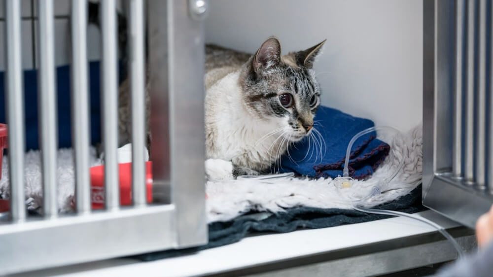 cat in the vet hospital