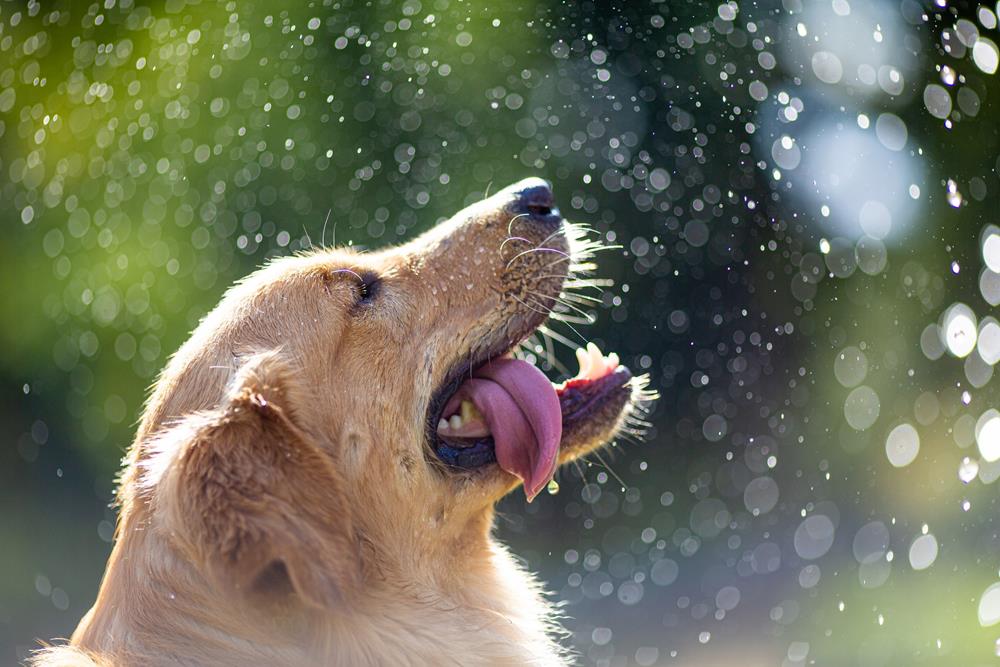 Primer On Heat Stroke In Dogs | Birmingham Animal Hospital + Resort | Birmingham, AL