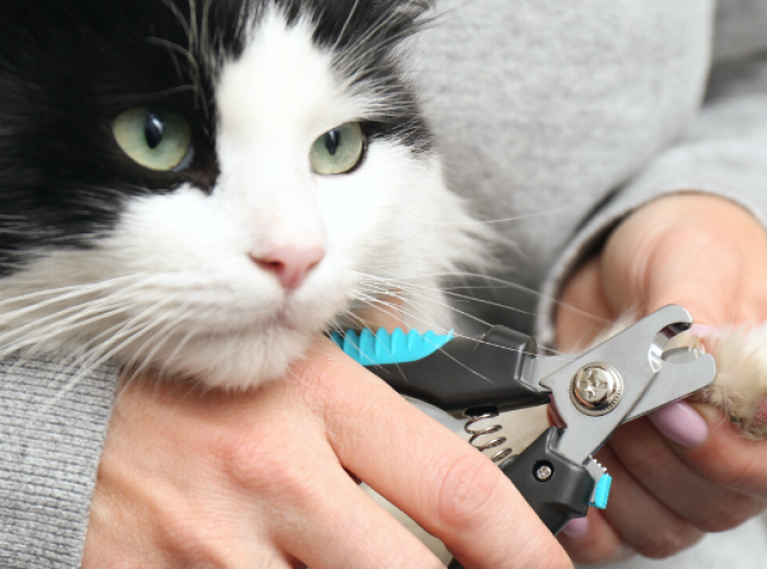 How to Trim Your Cat's Nails