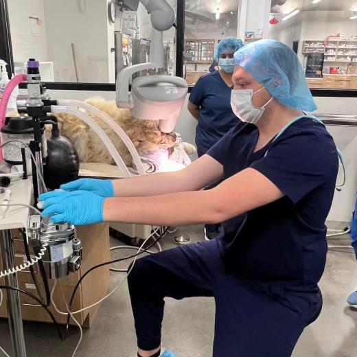 Comprehensive Veterinary Care