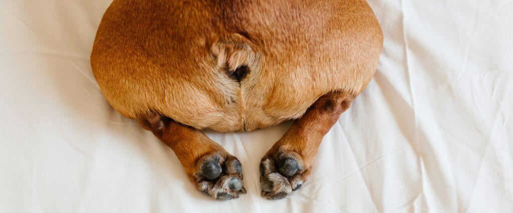 Why Is My Dog Farting So Much? Why Your Dog Has Gas and How to Stop It